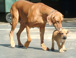 Amazi with Ridgeback pup Bhaca