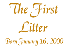 The First Litter
