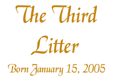 The Third Litter