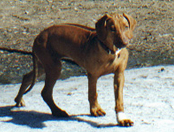 Amazi as a Teen