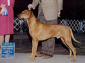 Bigelow