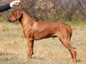 Bacchus Ridgeback