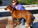 Nela Rhodesian Ridgeback