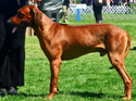 Ridgeback showdog Zimba
