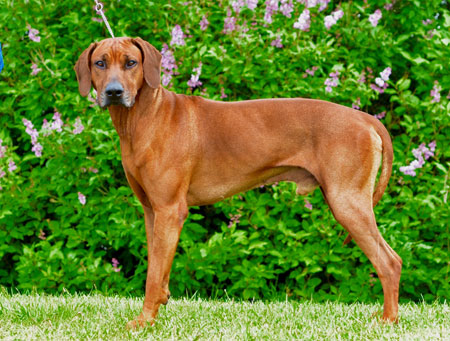 Zimba