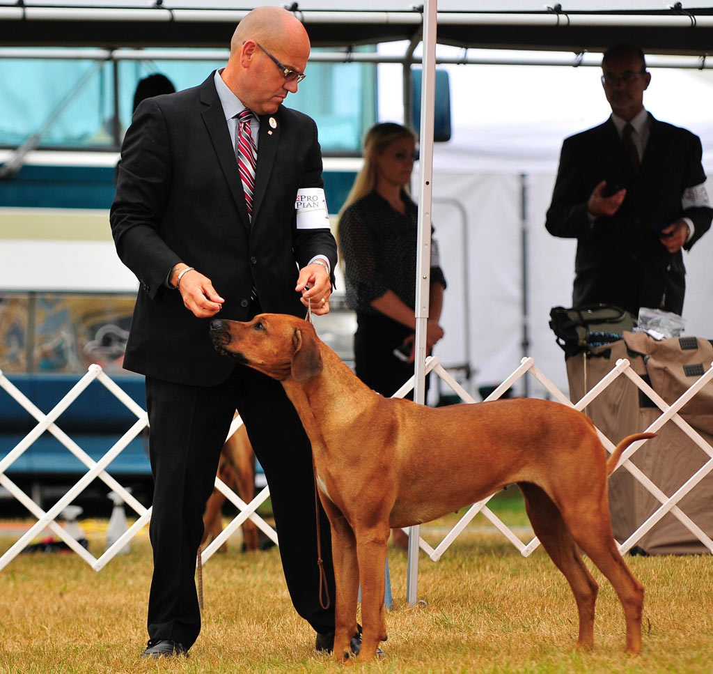 Rhodesian sales ridgeback show