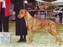 Cooper